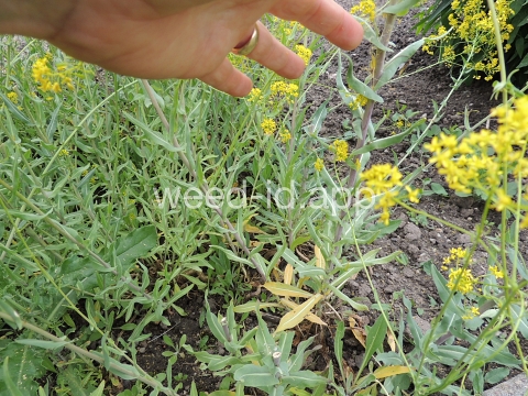woad, dyer's